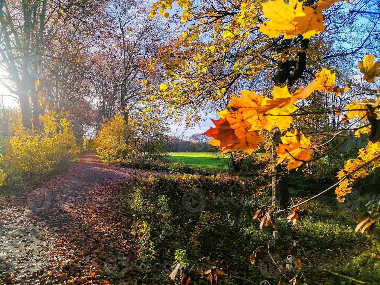 Autumn colors are bright and juicy. Outskirts of Strasbourg, Rhine. photo