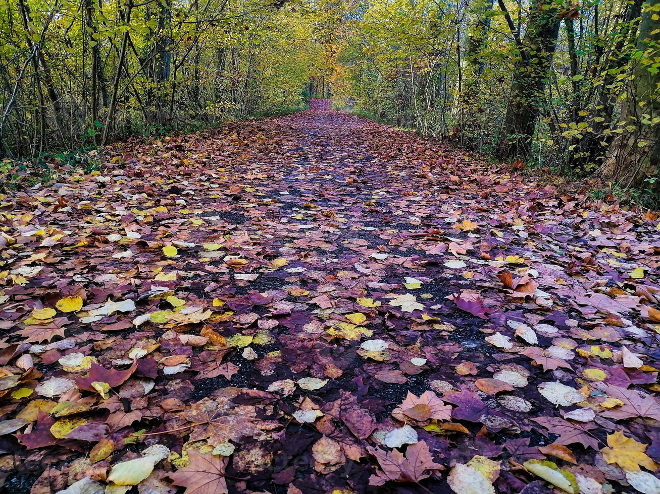 los colores del otoño son brillantes y jugosos. afueras de estrasburgo, rin. foto