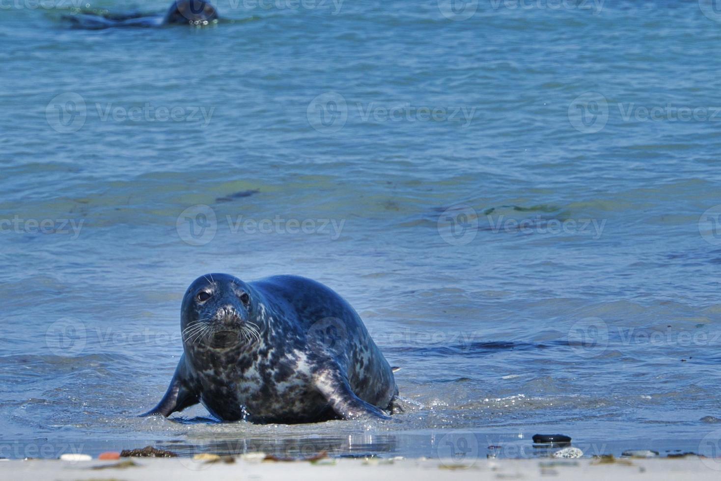 foca gris en la playa de heligoland - duna de la isla foto