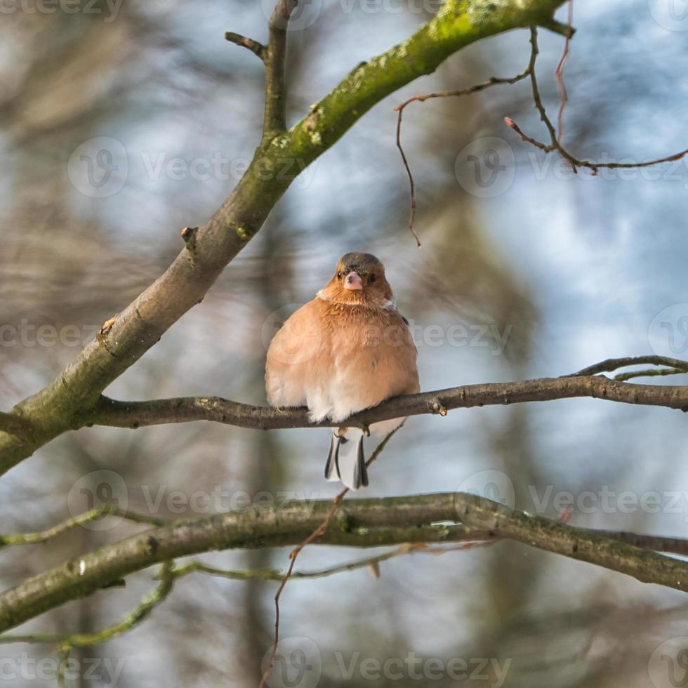 single chaffinch on a tree in the winter photo