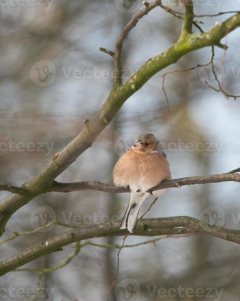 single chaffinch on a tree in the winter photo
