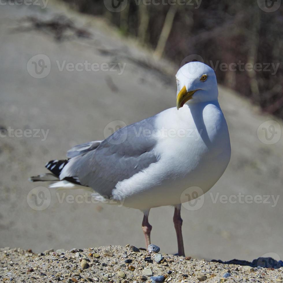 european herring gull on heligoland photo