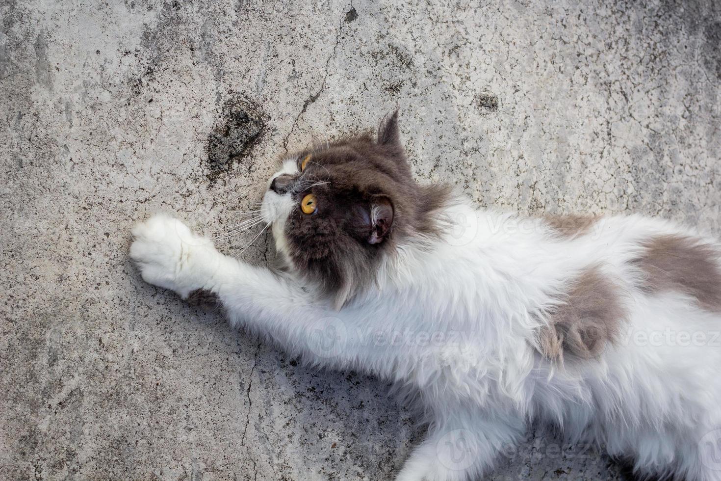gato persa sentado en el piso de concreto y mira directamente. foto