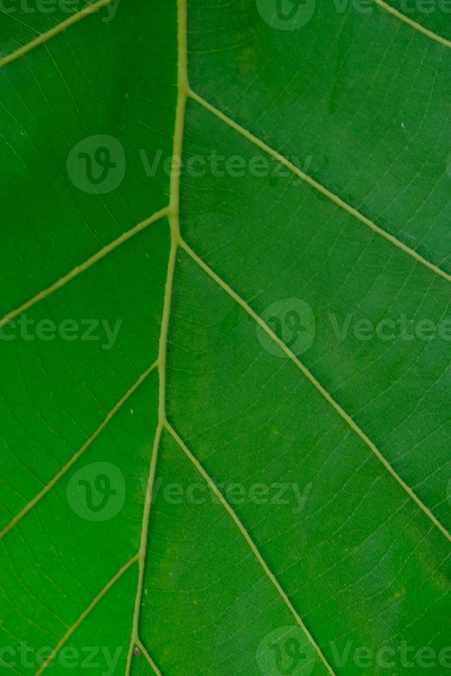 Teak leaf - Green teak leaf texture. Green teak leaf background photo