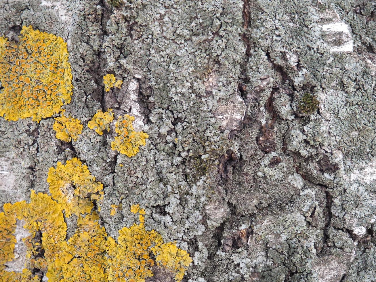 Birch bark. Tree structure. Background from the bark.  Lichen on a tree photo