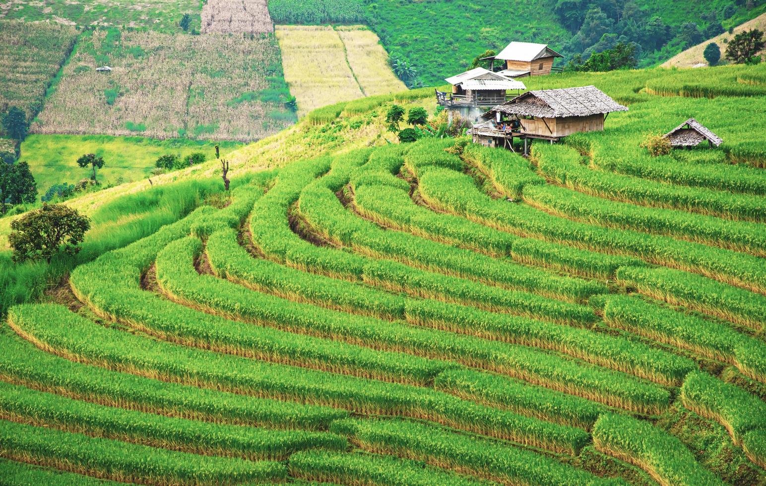 landscape of Rice terrace at Ban pa bong piang in Chiang mai Thailand photo