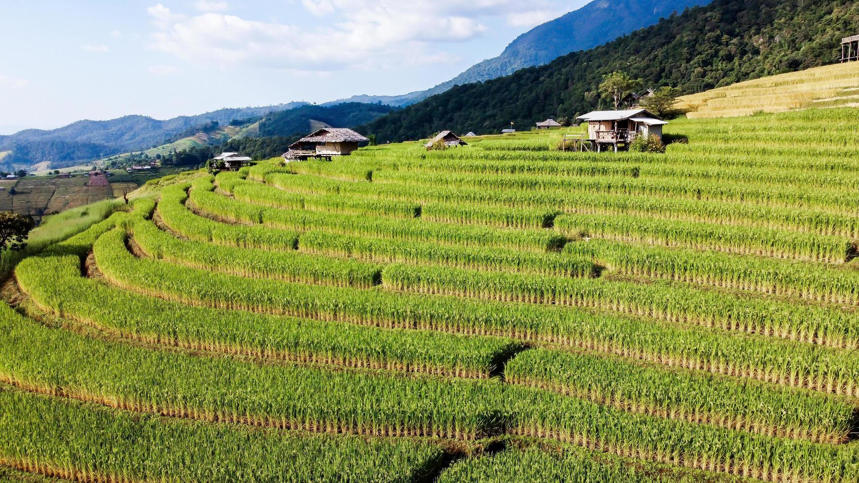 Aerial view of Rice terrace at Ban pa bong piang in Chiang mai Thailand photo