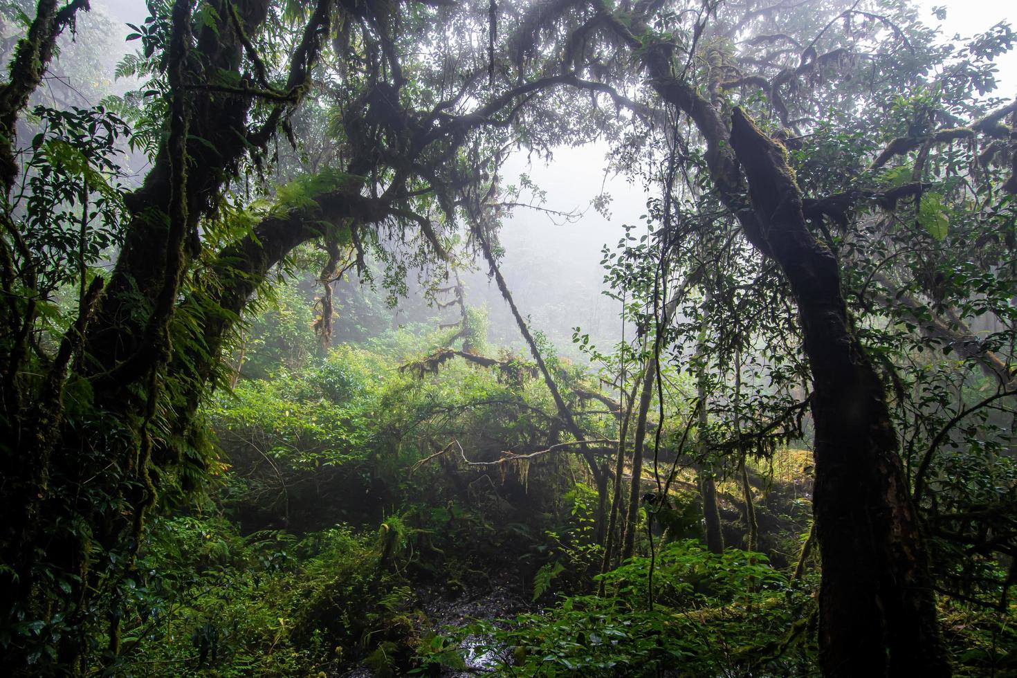 hermosa selva tropical en el sendero natural ang ka en el parque nacional doi inthanon, tailandia foto