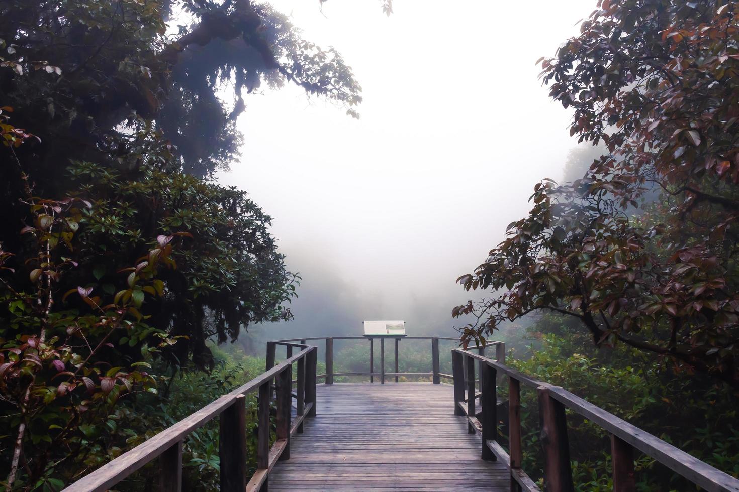 Beautiful rain forest at ang ka nature trail in doi inthanon national park, Thailand photo