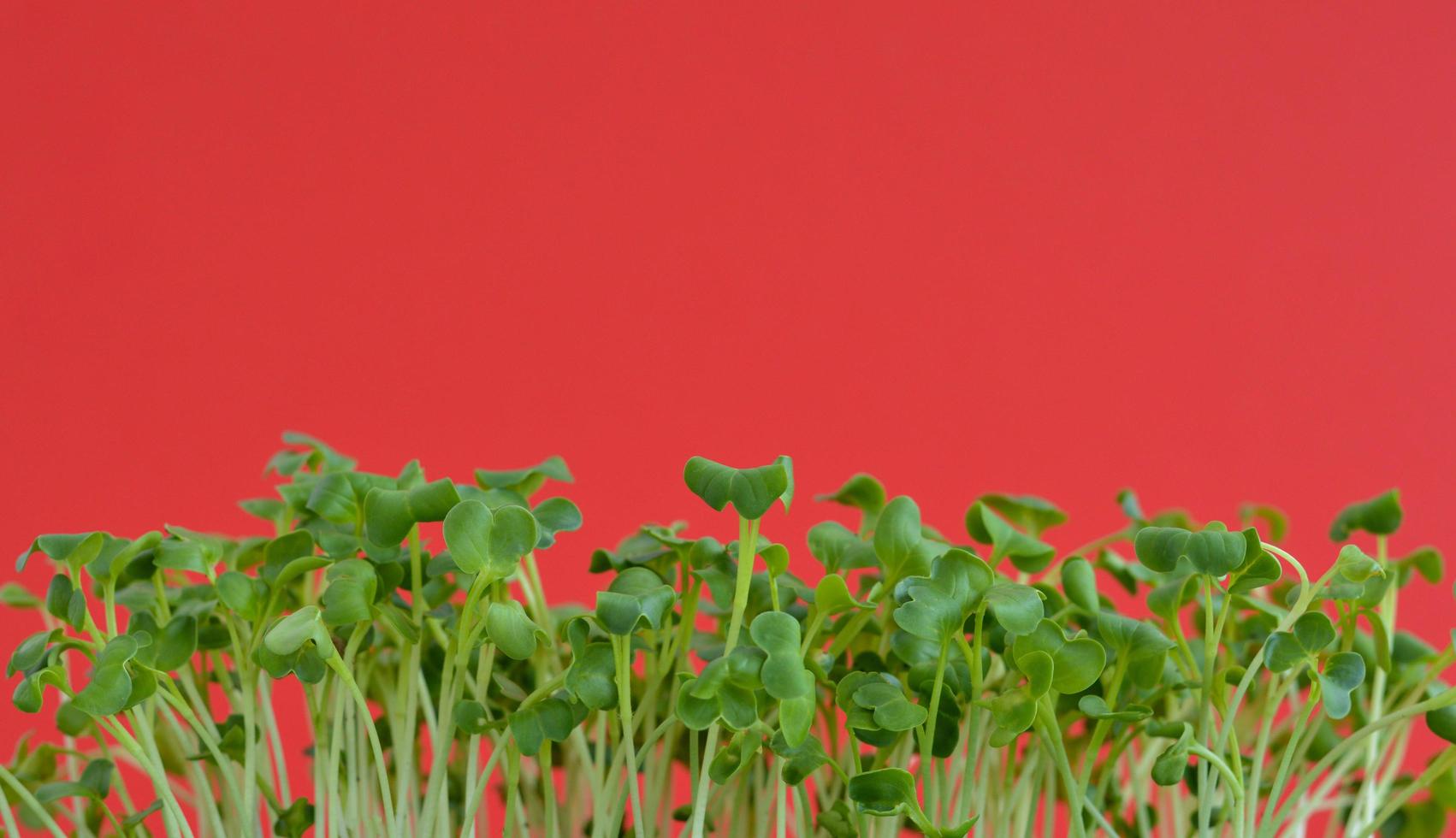 Micro-greenery sprouts close-up on a red background in spring. Healthy food and lifestyle. Microgreens Foliage Background. photo