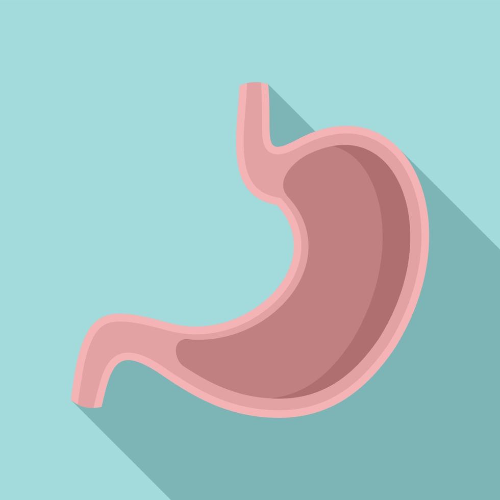 Stomach section icon, flat style vector
