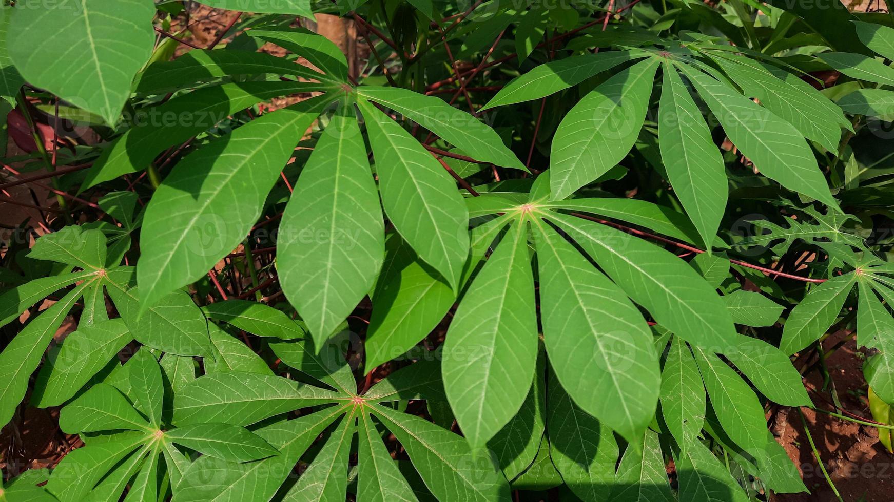 fondo verde y hermoso de la hoja de mandioca 01 foto