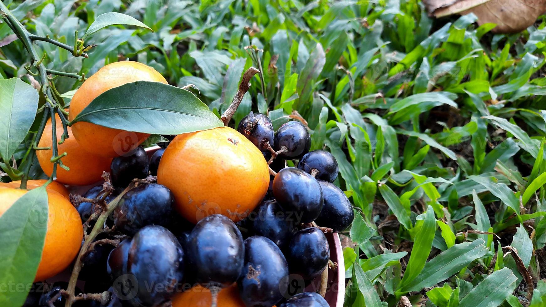 Close up, citrus fruits and grapes on green grass background. healthy fruit 01 photo