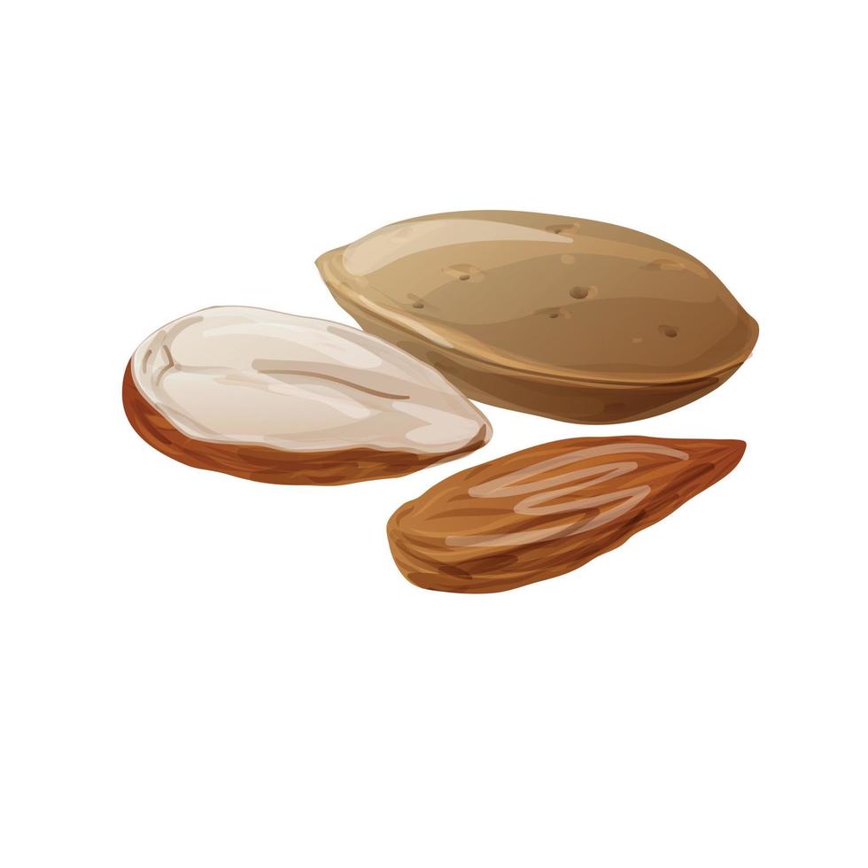 Eco almonds icon, cartoon style vector