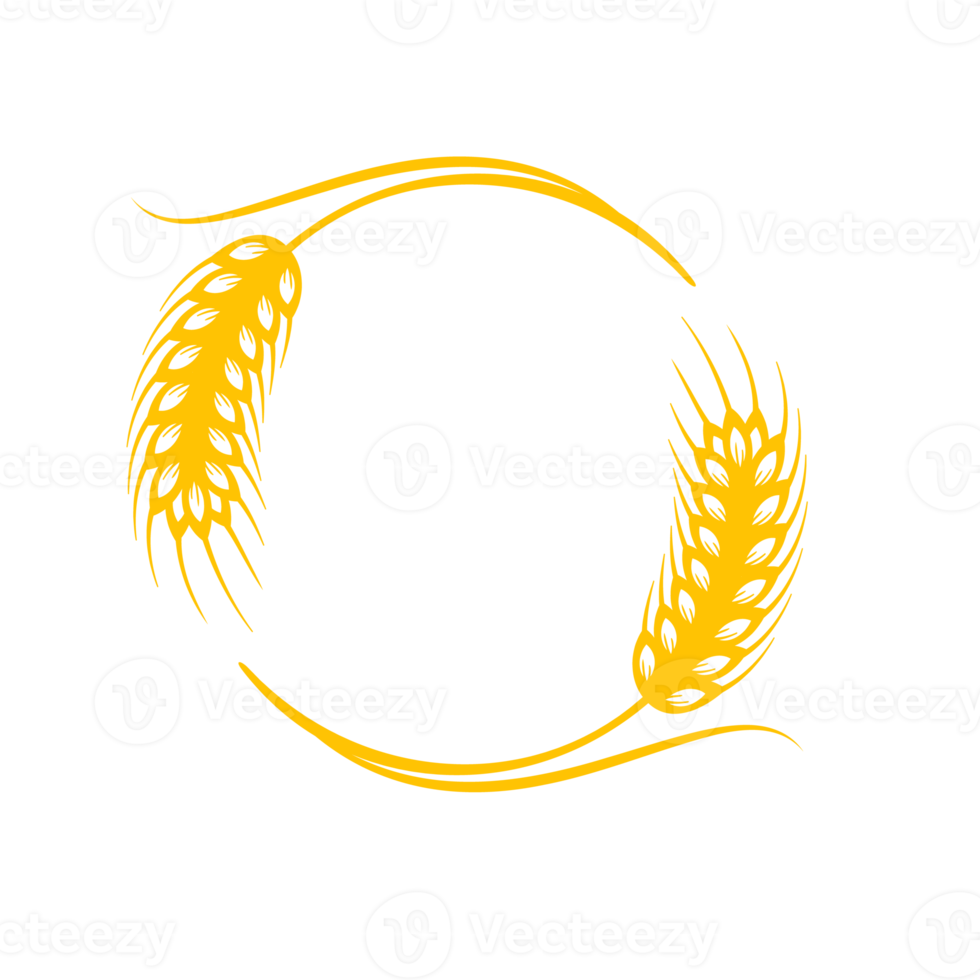 Ears of wheat. Whole grains for making bread. png