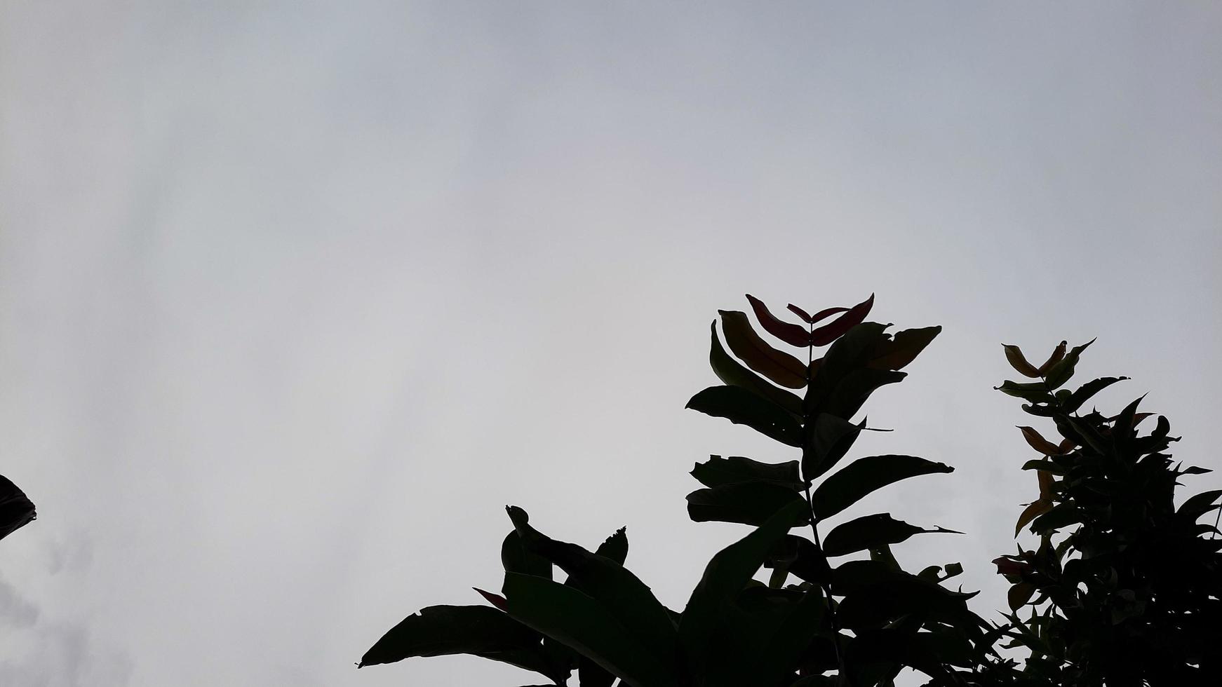 shadow Overlay leaves background against dark sky background 01 photo