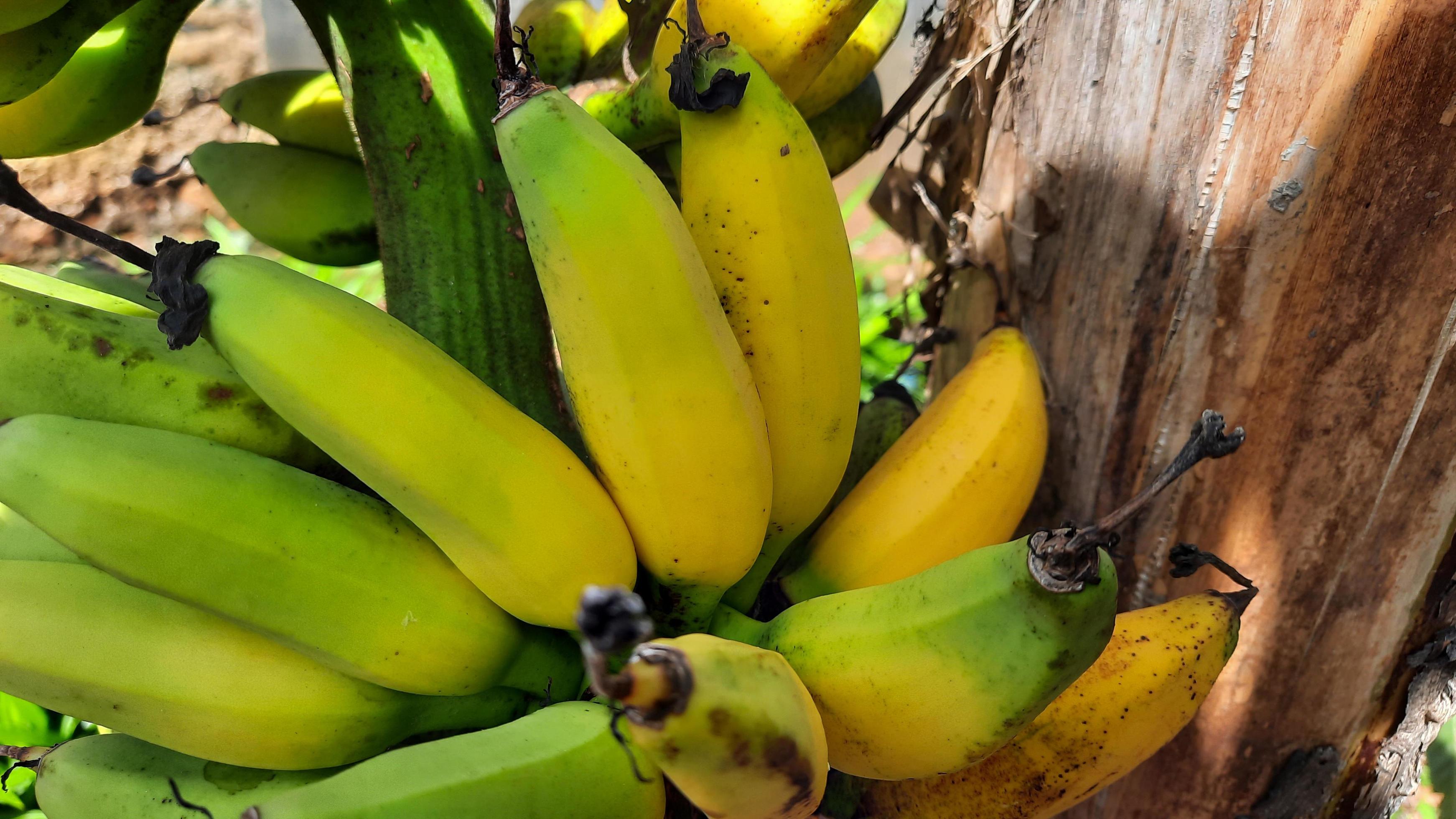 Close up, Yellowish green banana fruit on an old banana tree. High