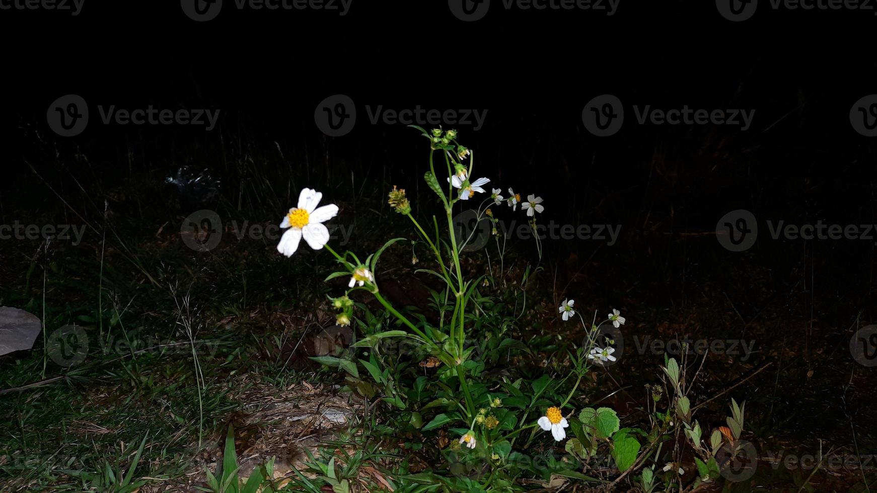 Beautiful white flowers in the dark night photo