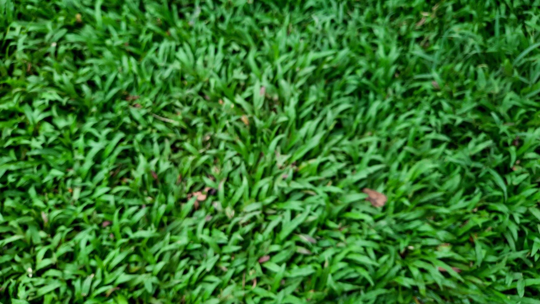 Artificial green grass background blur photo