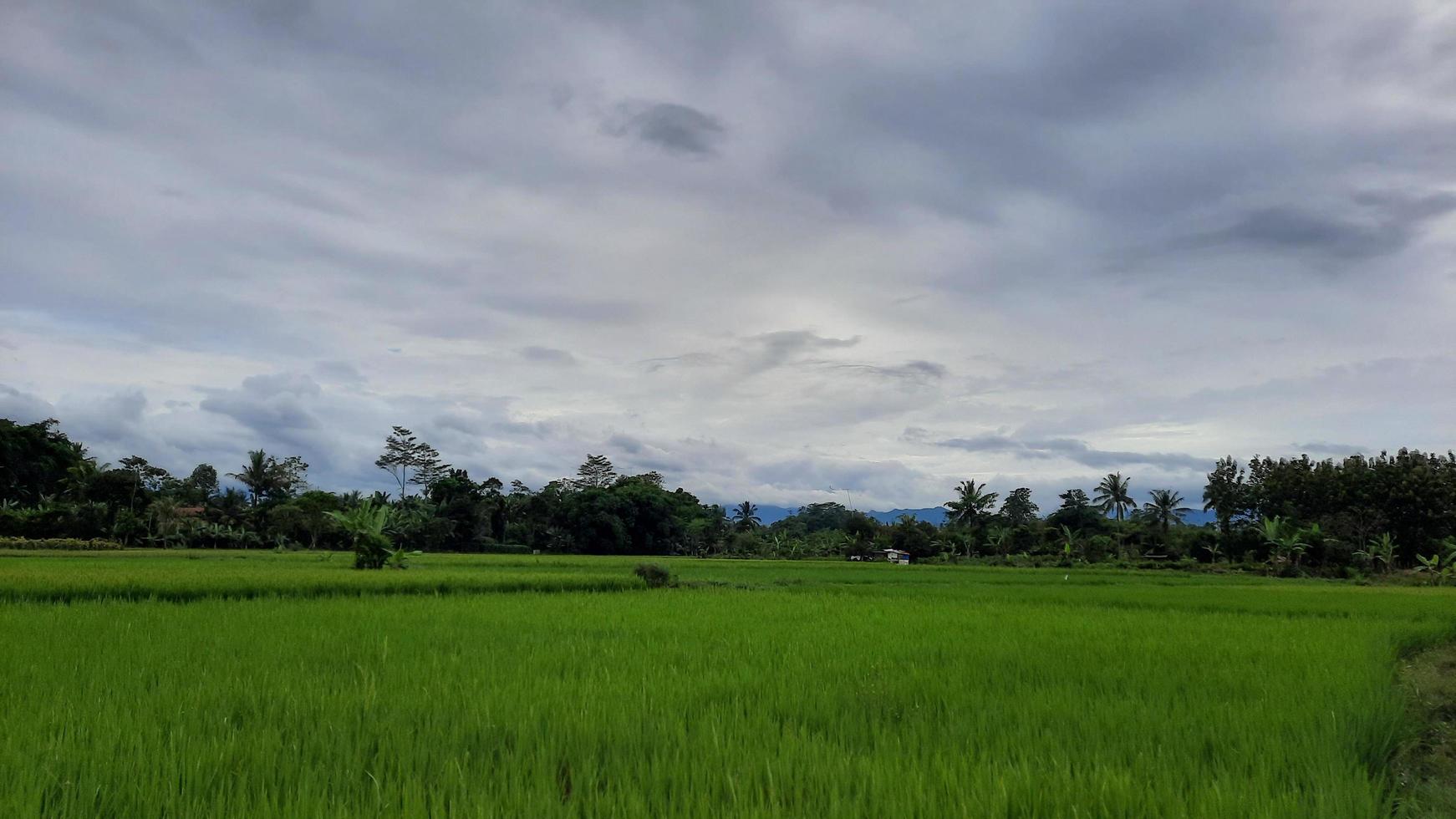 The view of the rice fields that are still green, and the sky is cloudy 05 photo