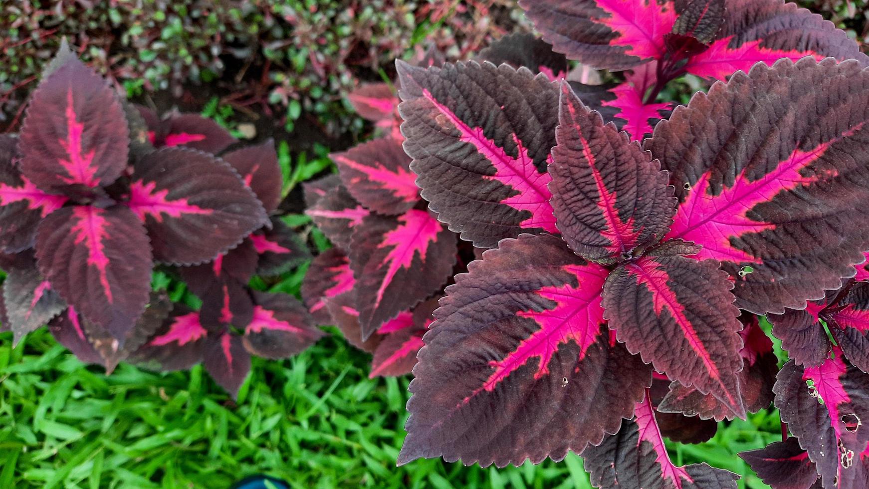 Close up, miana plant with pink and maroon patterned leaves 01 photo
