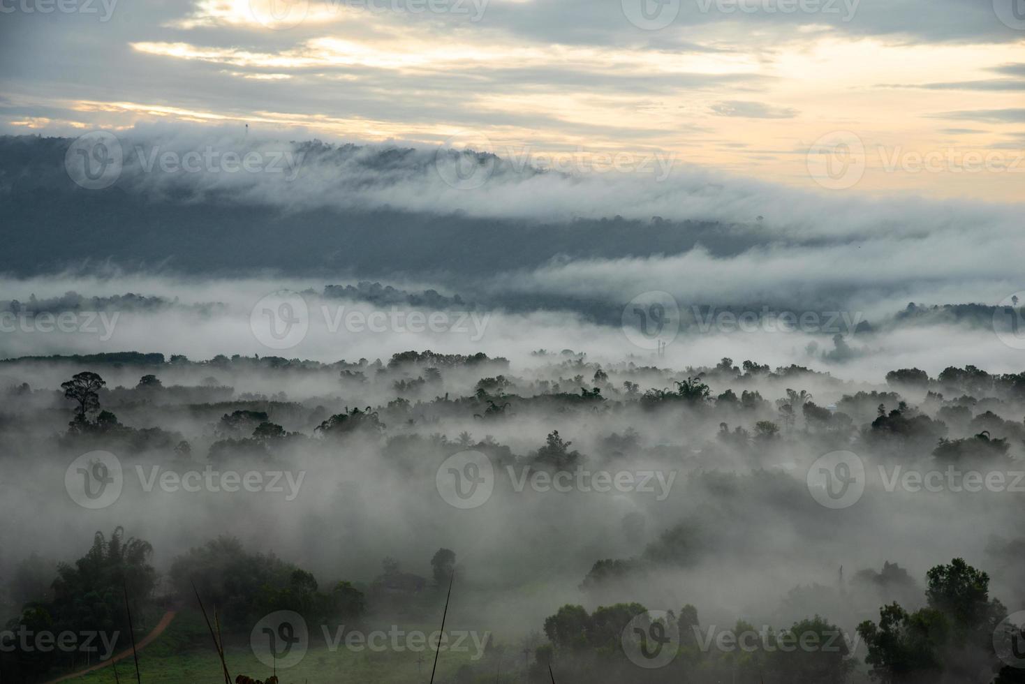 Green field, tree with the blue sky, fog and cloud in the morning photo