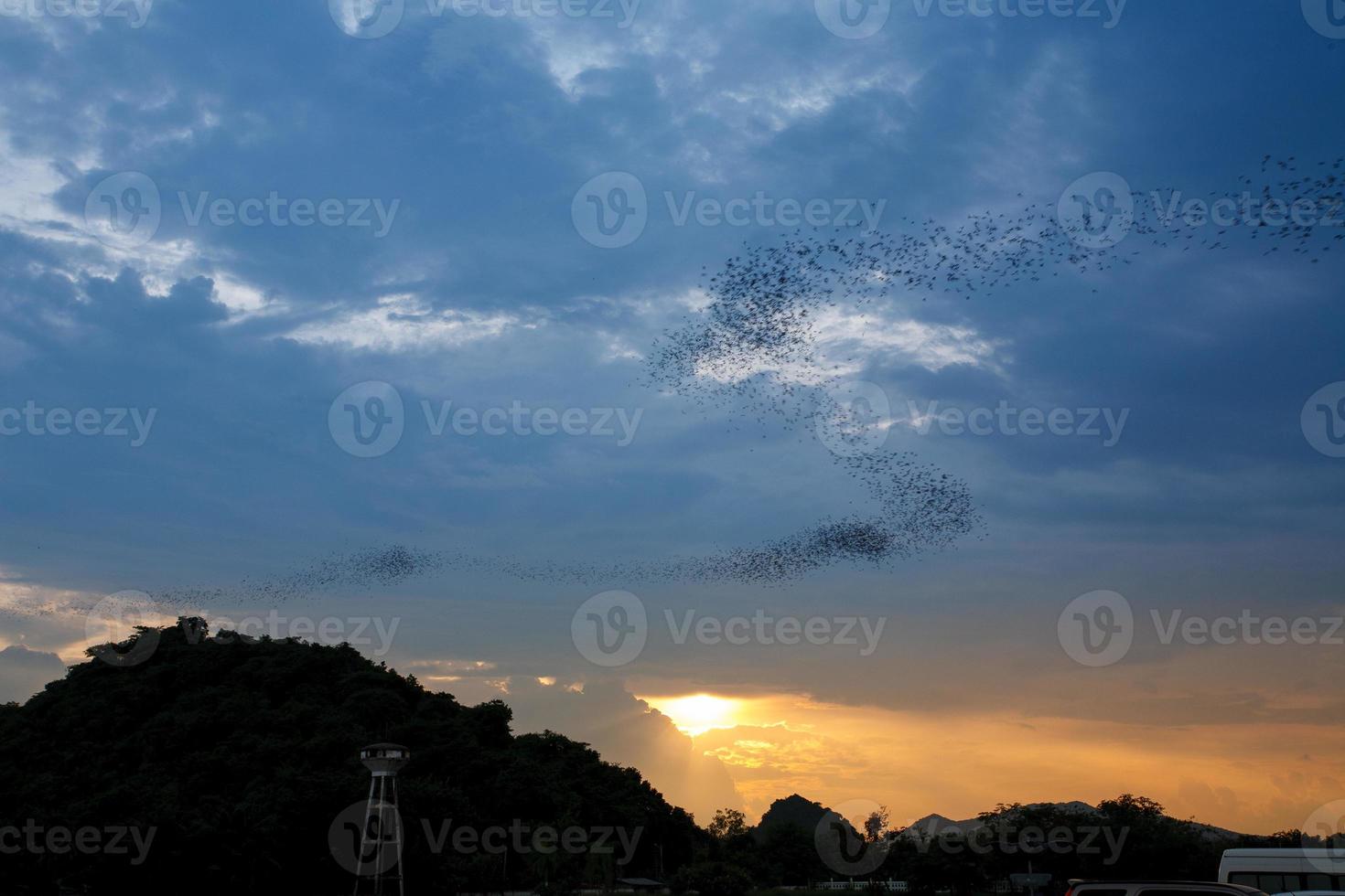 The bat flying speedy out of the cave Khao Chongpran. 14631543 Stock Photo  at Vecteezy