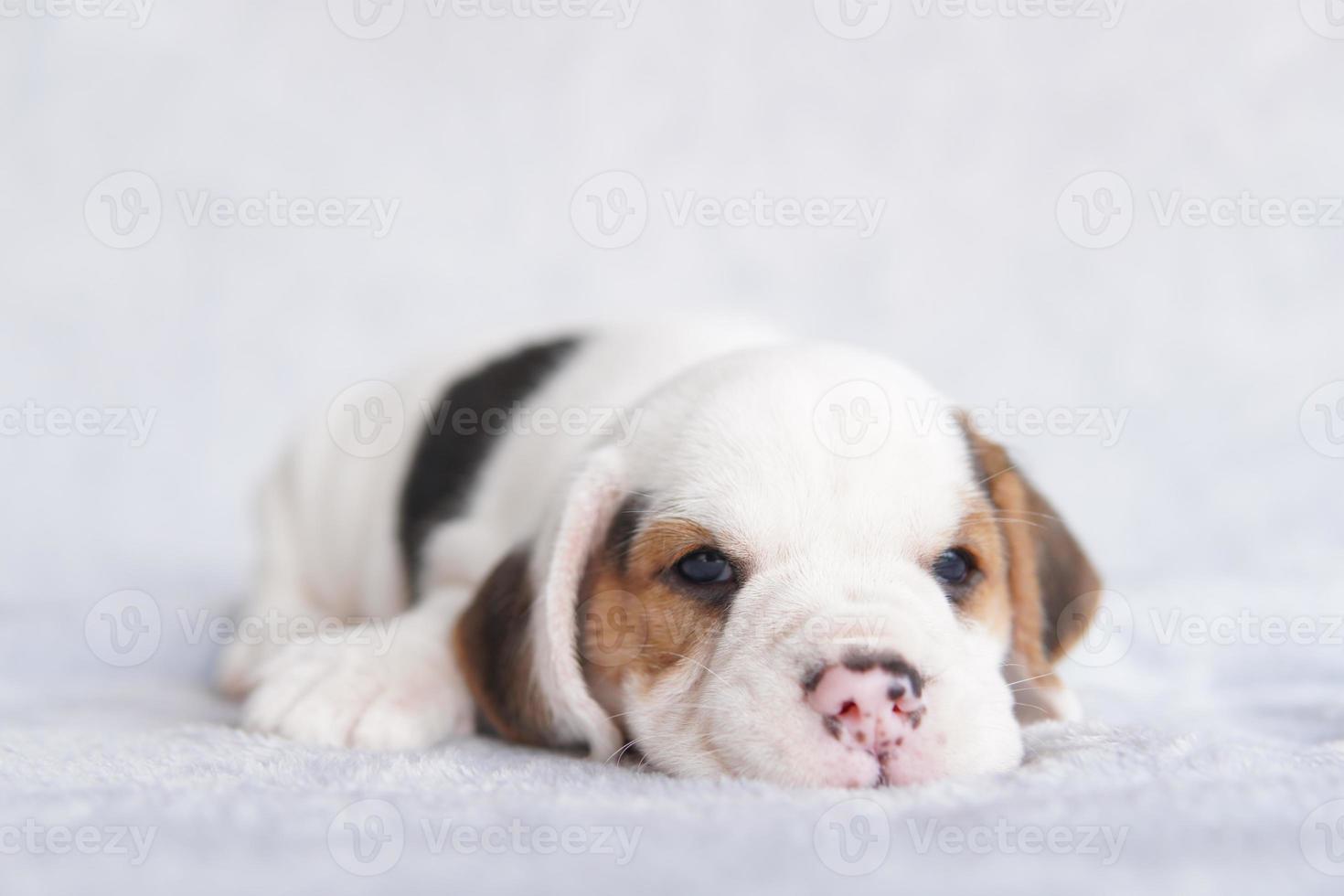 Cute beagle puppy age one month sitting and looking forward. Picture have copy space for advertisement or text. photo