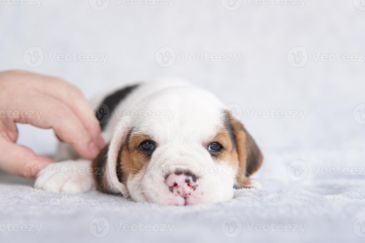 lindo cachorro beagle de un mes sentado y mirando hacia adelante. la imagen tiene espacio de copia para publicidad o texto. foto