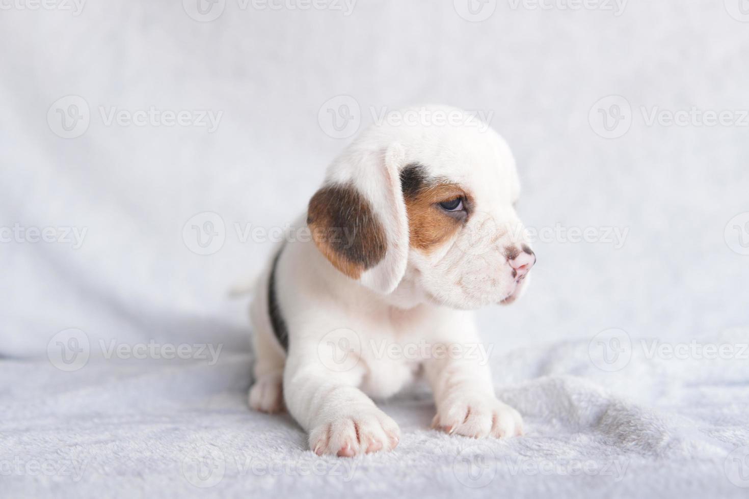 The general appearance of the beagle resembles a miniature Foxhound.The beagle was developed primarily for hunting hare. Possessing a great sense of smell and superior tracking instincts. photo