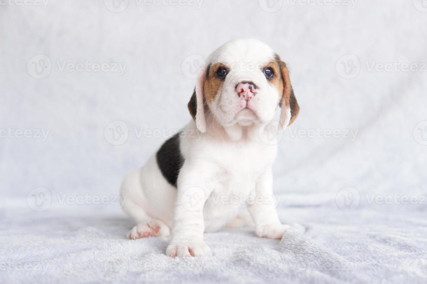 The general appearance of the beagle resembles a miniature Foxhound.The beagle was developed primarily for hunting hare. Possessing a great sense of smell and superior tracking instincts. photo