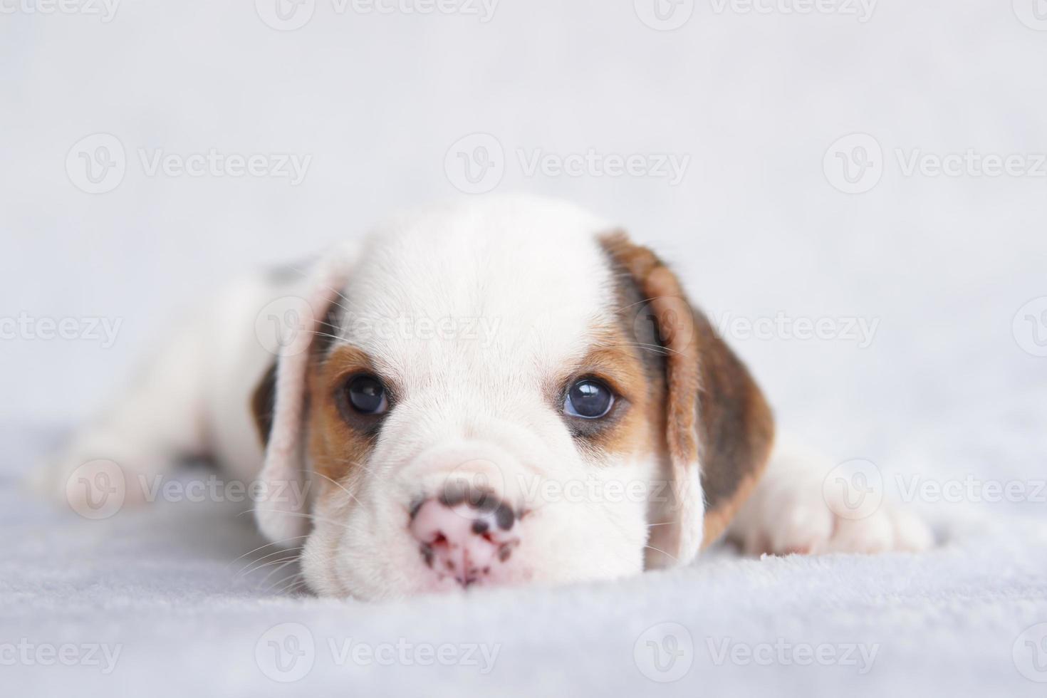 lindo cachorro beagle de un mes sentado y mirando hacia adelante. la imagen tiene espacio de copia para publicidad o texto. foto