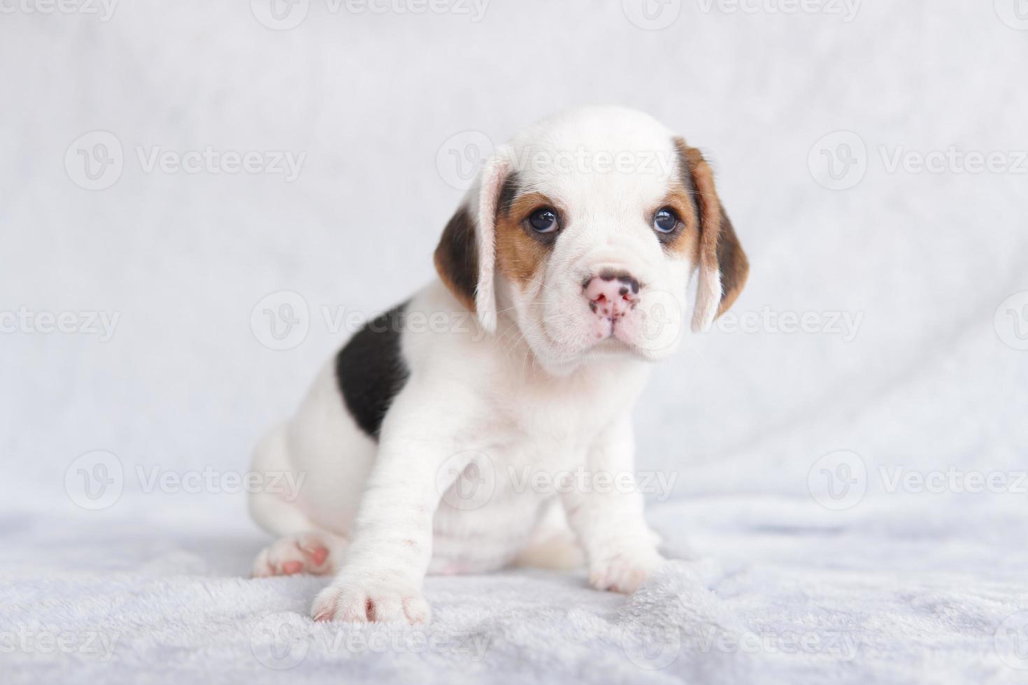 The general appearance of the beagle resembles a miniature Foxhound.The beagle was developed primarily for hunting hare. Possessing a great sense of smell and superior tracking instincts. photo