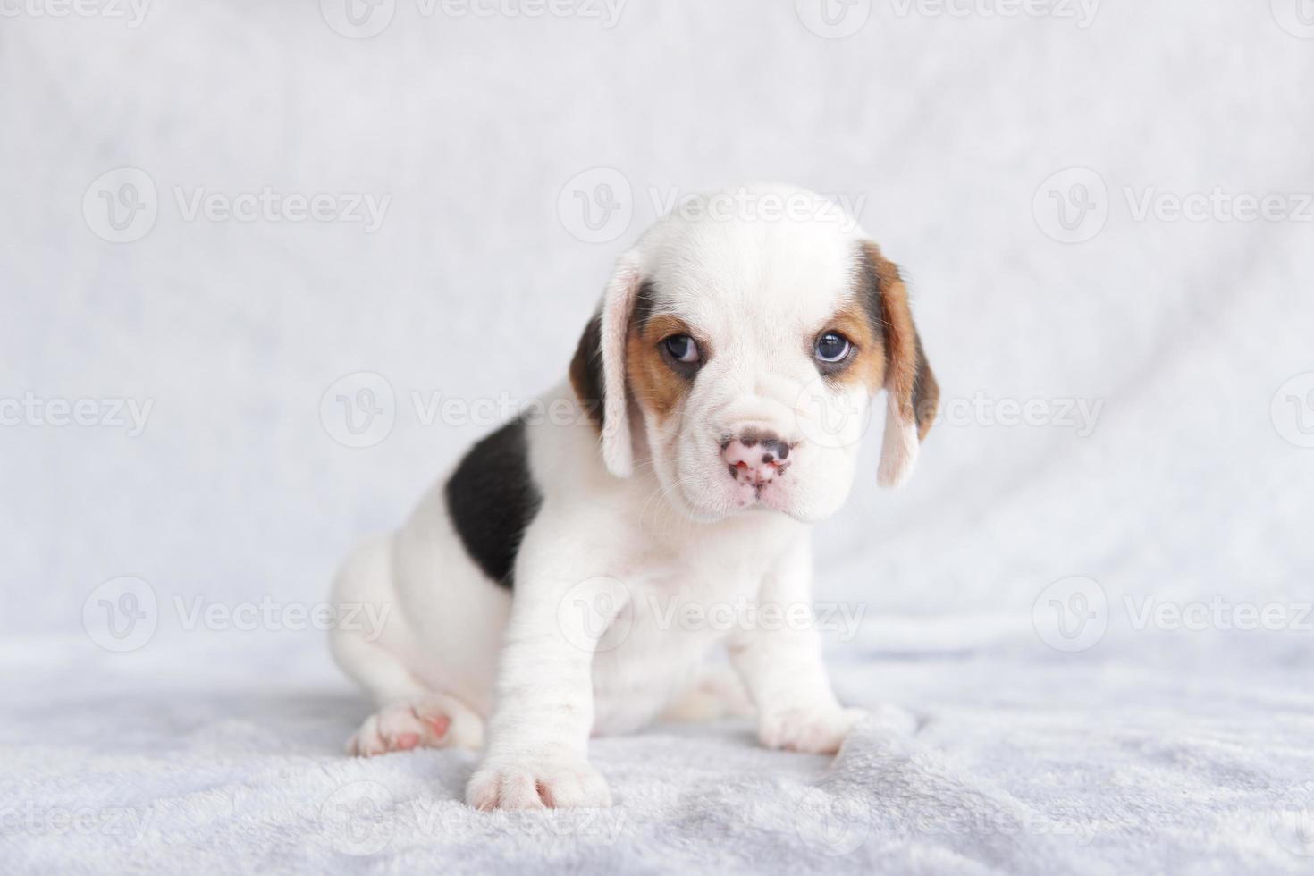 The general appearance of the beagle resembles a miniature Foxhound.The beagle was developed primarily for hunting hare. Possessing a great sense of smell and superior tracking instincts. photo