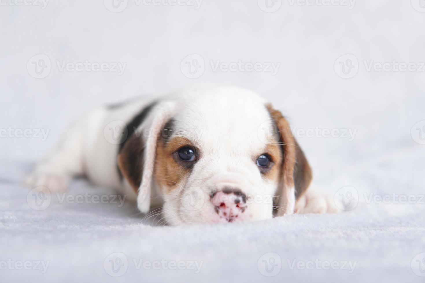 lindo cachorro beagle de un mes sentado y mirando hacia adelante. la imagen tiene espacio de copia para publicidad o texto. foto