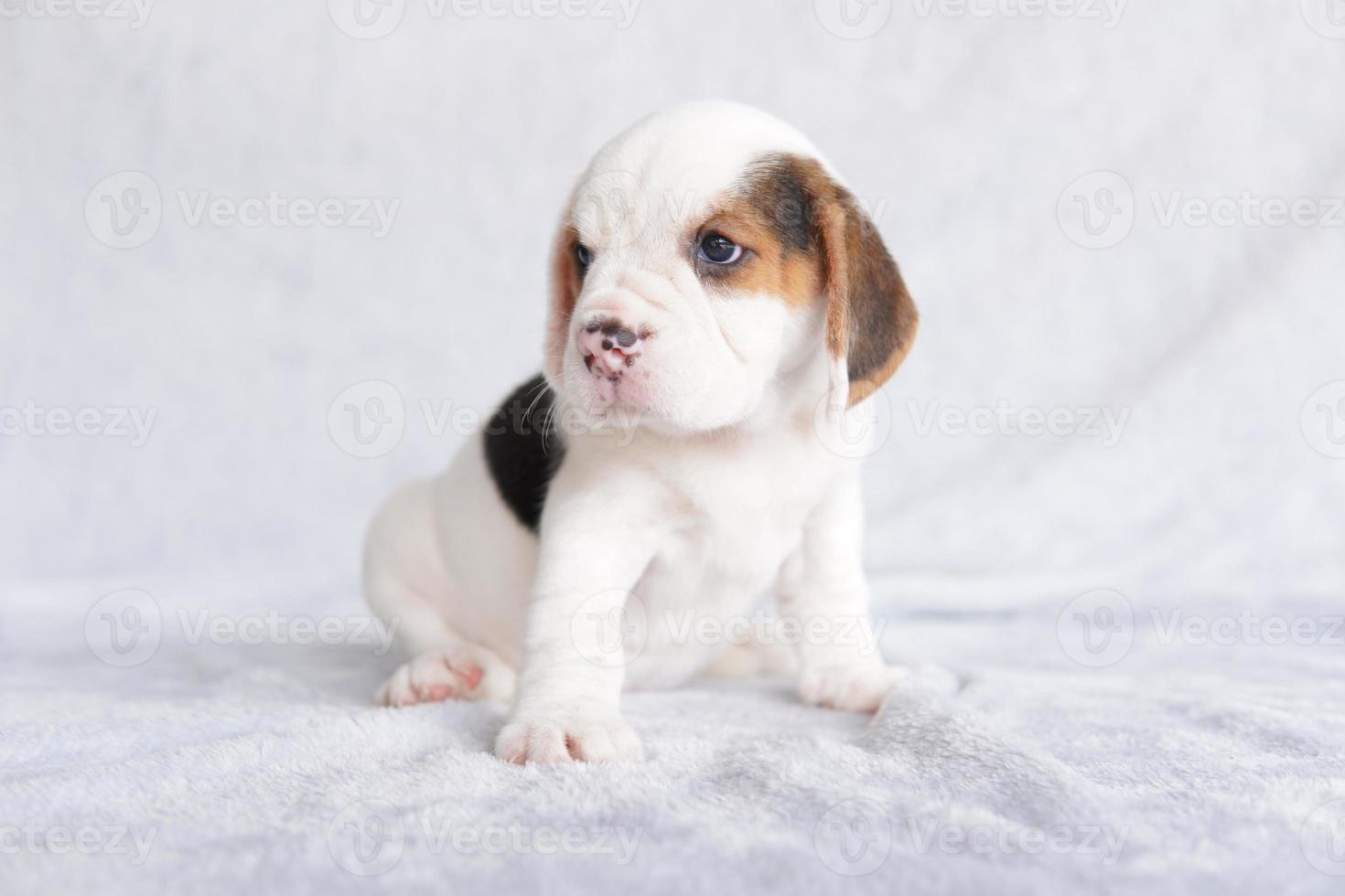 The general appearance of the beagle resembles a miniature Foxhound.The beagle was developed primarily for hunting hare. Possessing a great sense of smell and superior tracking instincts. photo