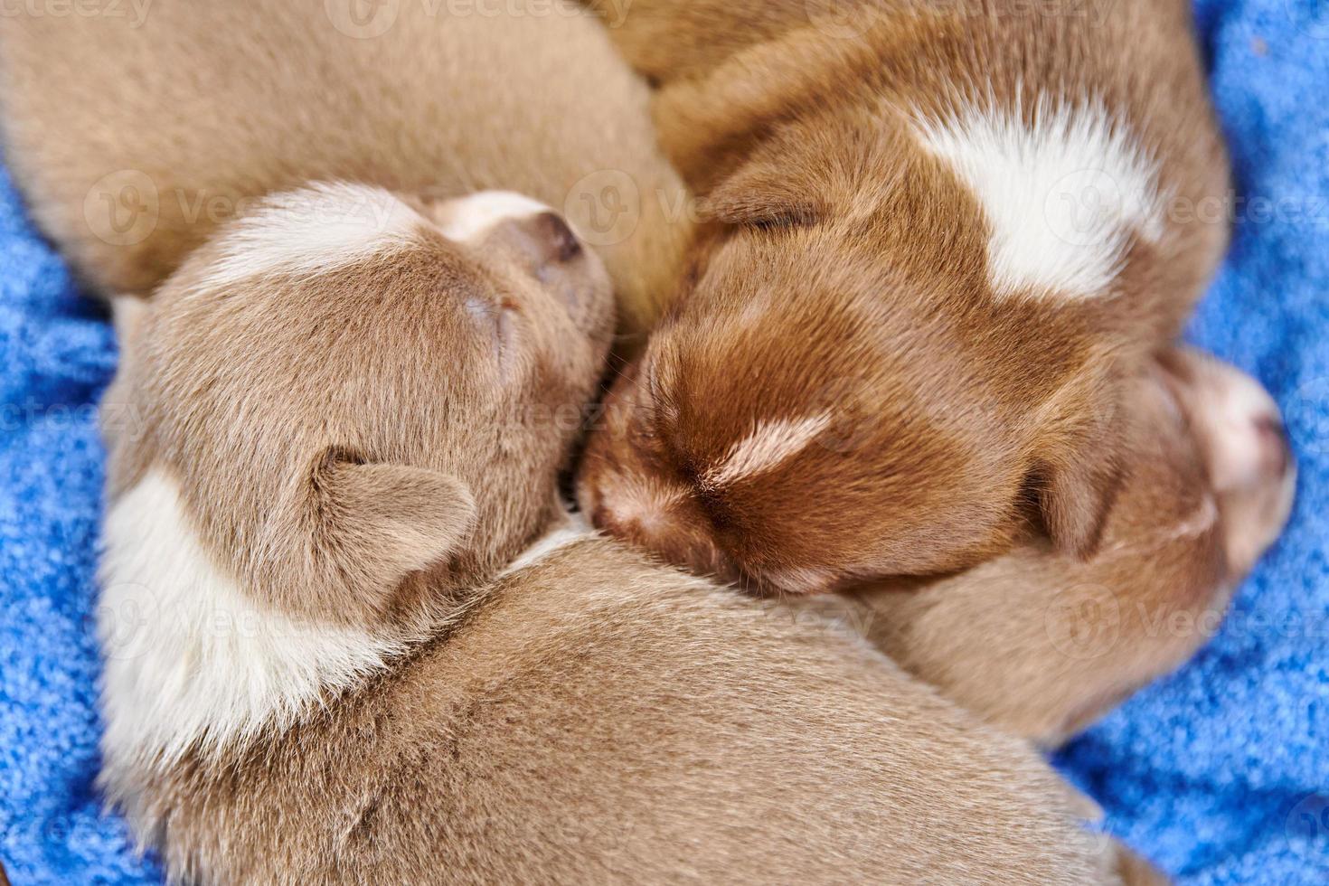 cachorros chihuahua durmiendo en canasta. foto