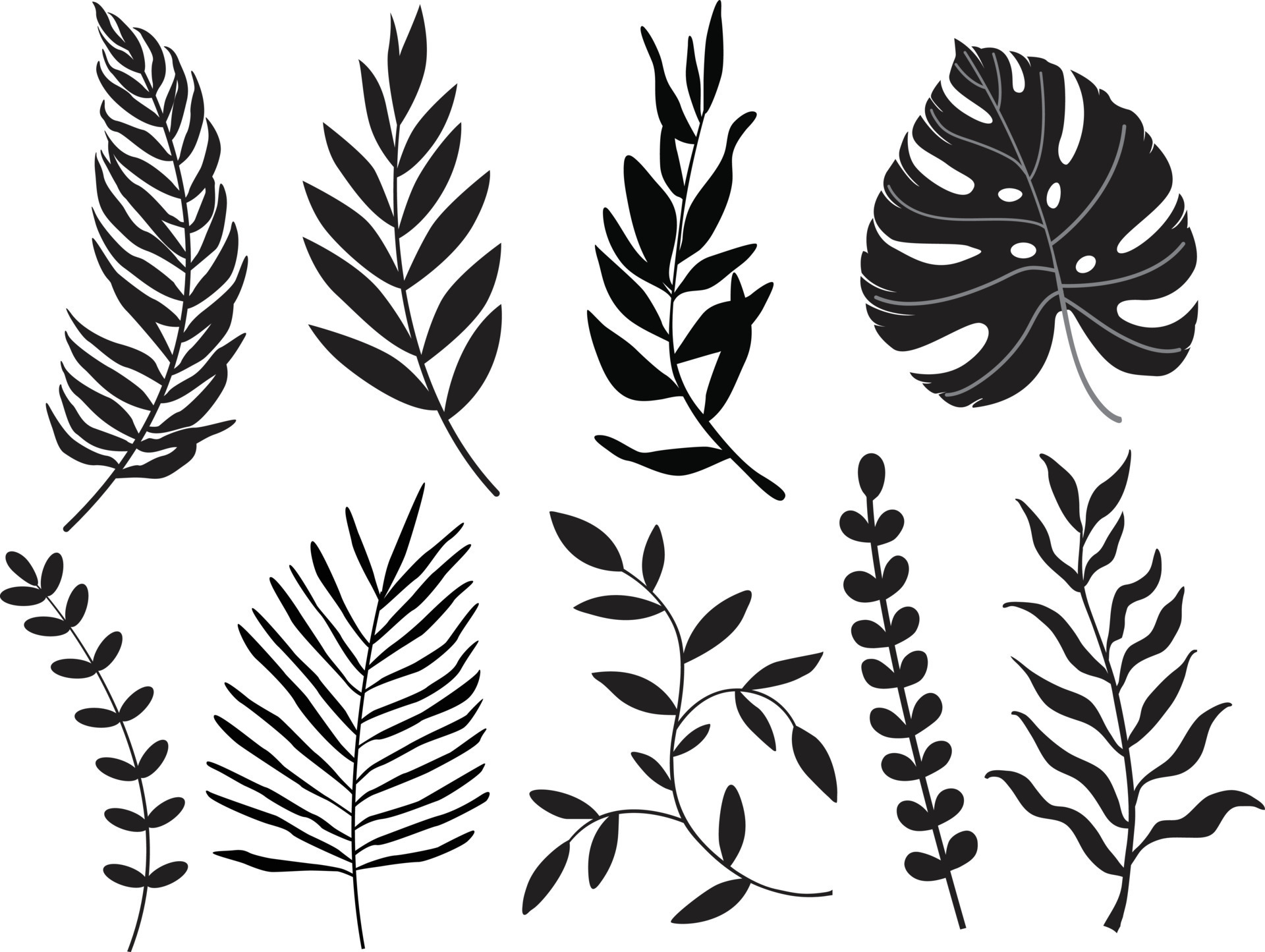 line drawing vector monstera leaf and palm tree leaves. Modern single