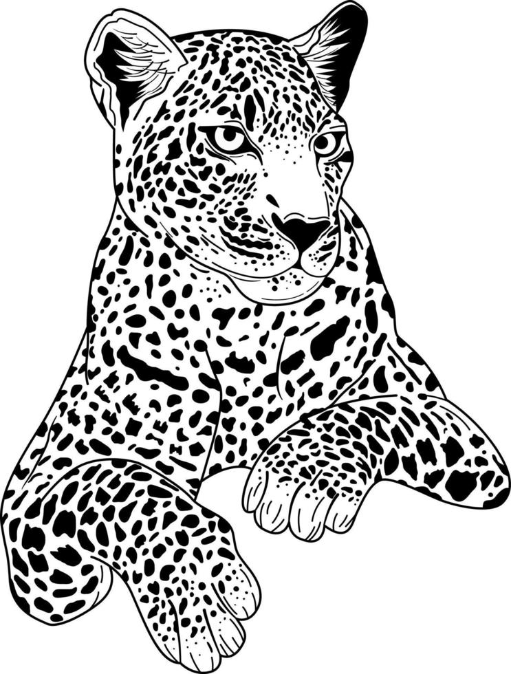 Hand drawn jaguar for vector