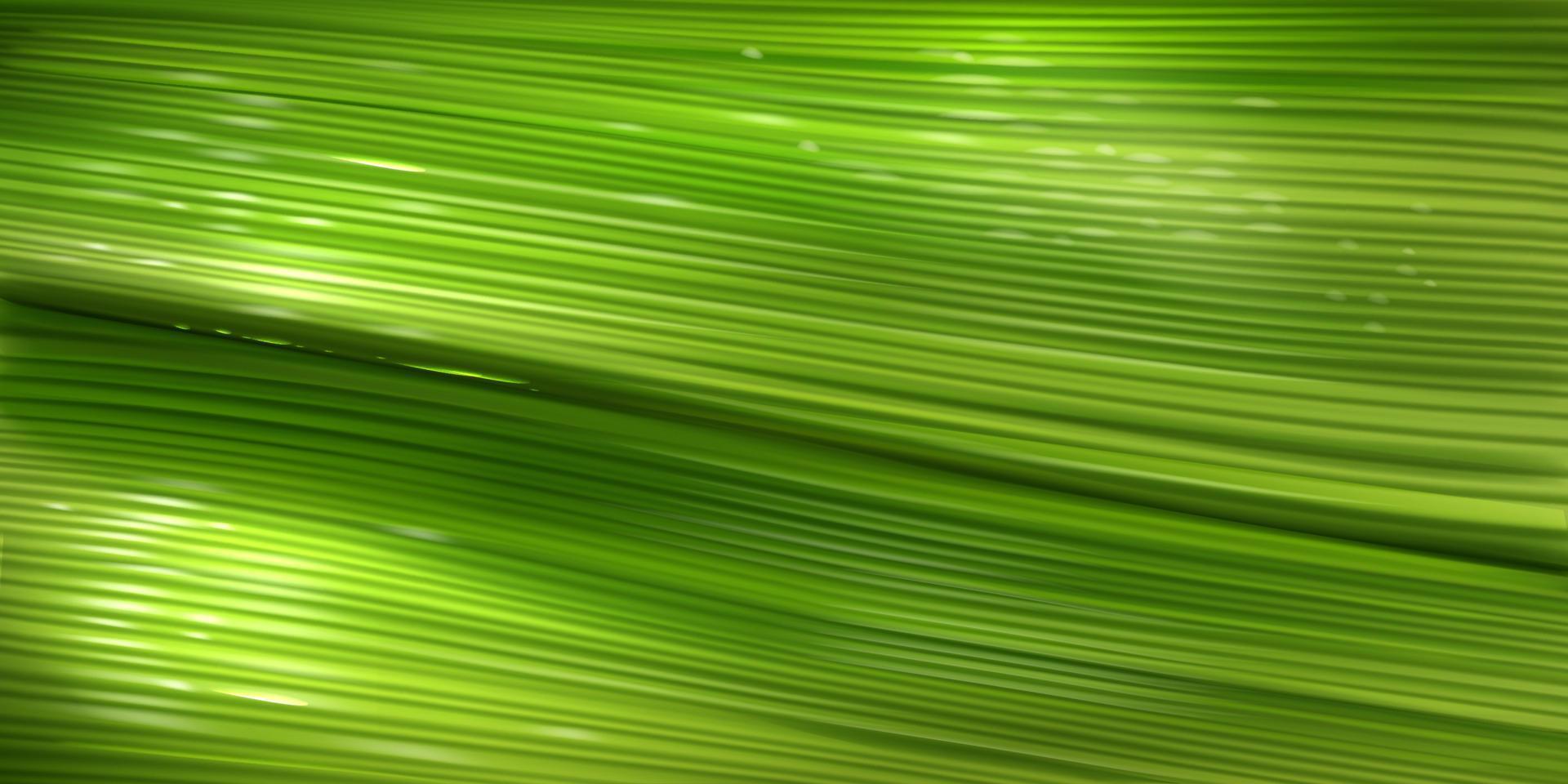 Banana leaf texture, surface of green palm leaf vector