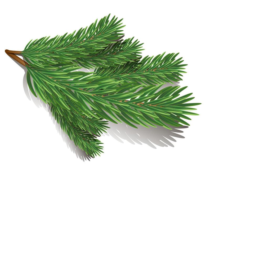 A fir branch on an isolated background.  Template for text, design elements, copy space, postcard, social networks, cover, banner. New Year and Christmas. vector