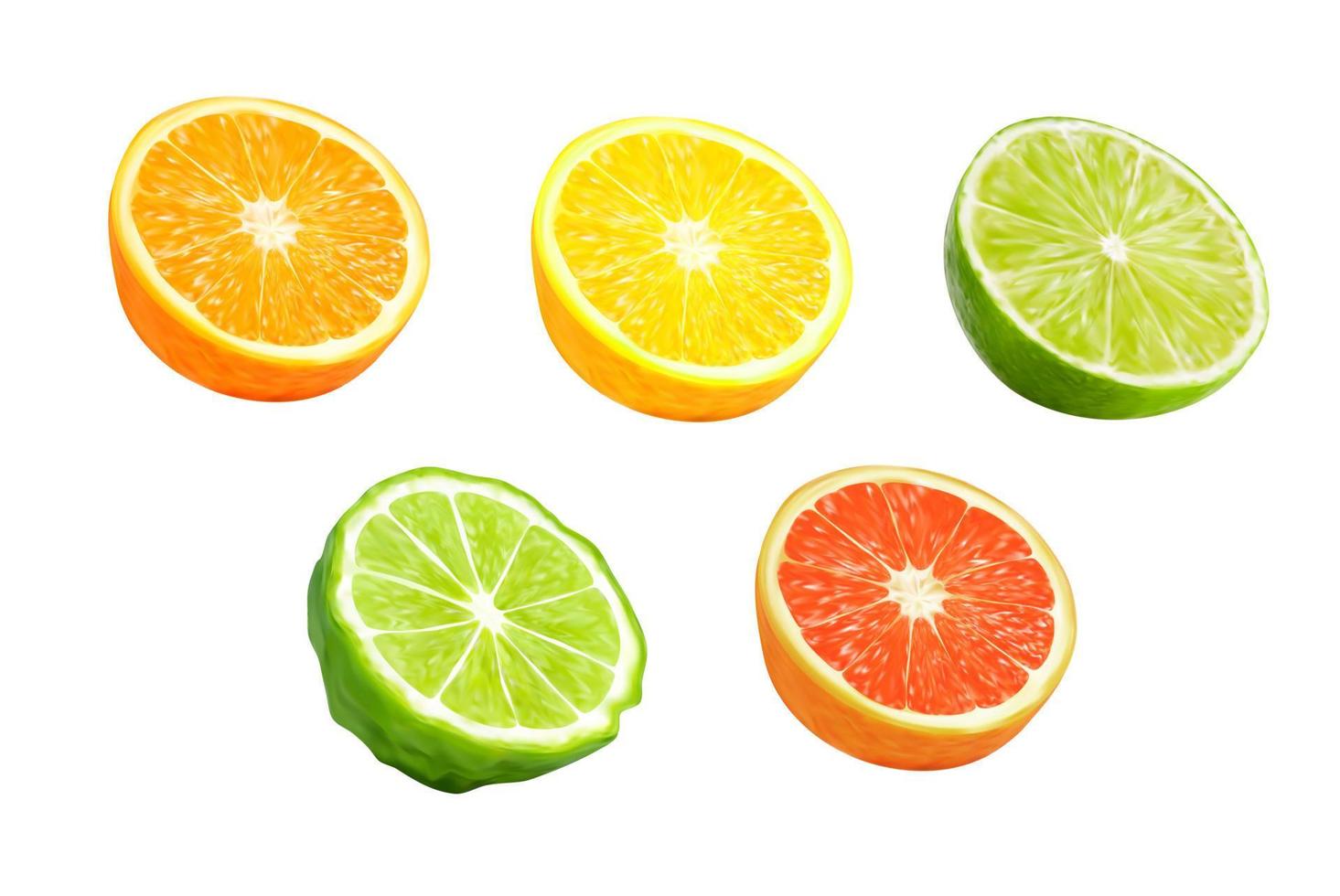 Lemon, orange, grapefruit and bergamot fruits vector