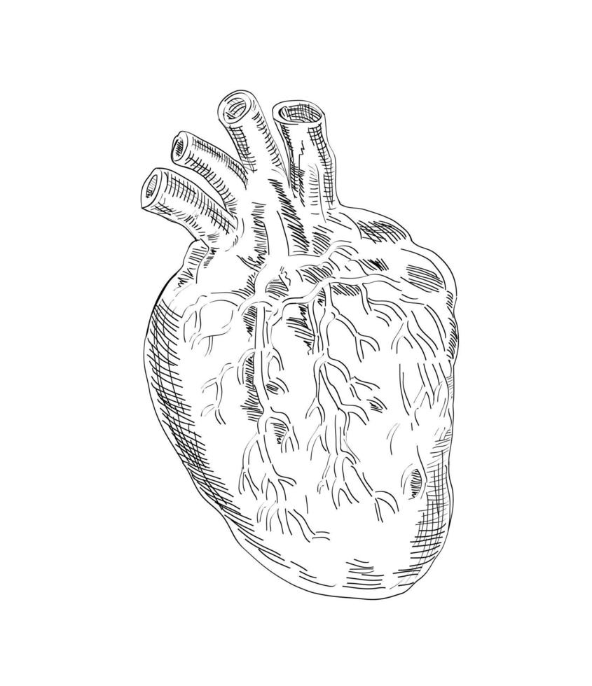 corazón anatomía dibujo blanco y negro aislado vector