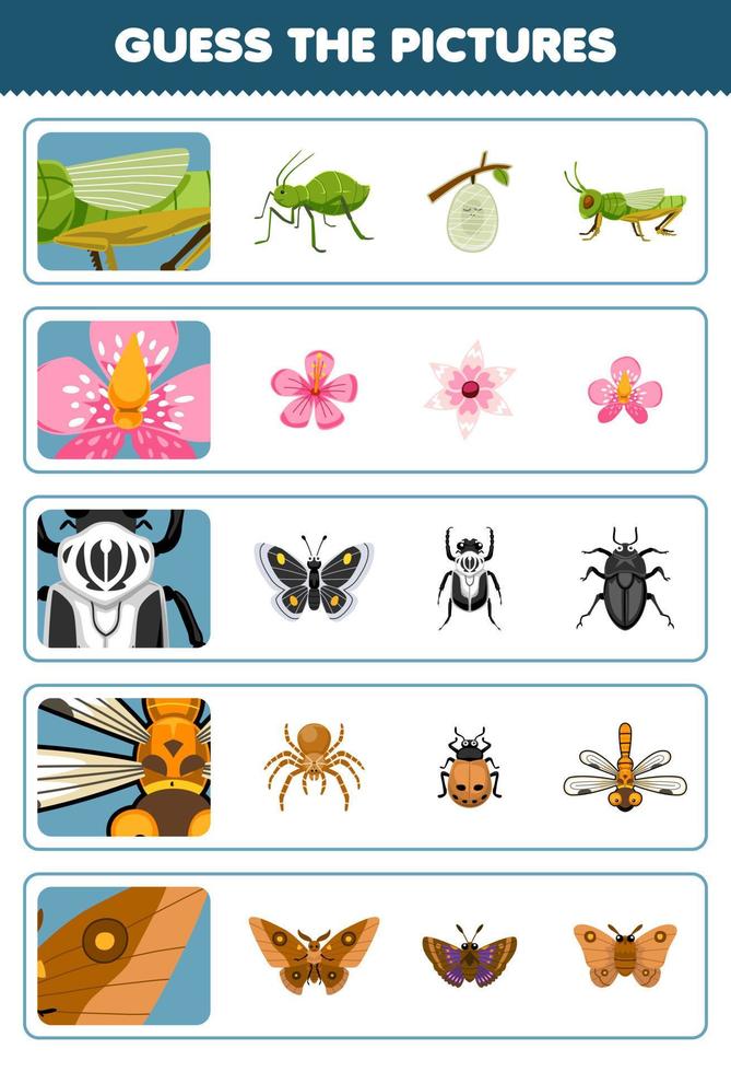 Education game for children guess the correct pictures of cute cartoon grasshopper flower beetle dragonfly butterfly printable bug worksheet vector