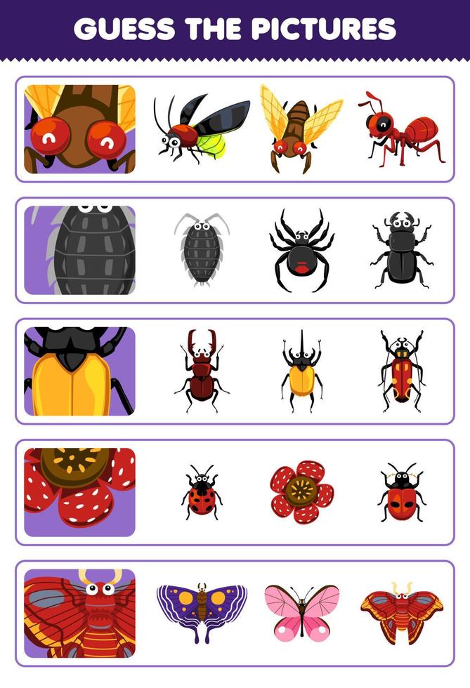 Education game for children guess the correct pictures of cute cartoon cicada louse beetle flower moth printable bug worksheet vector
