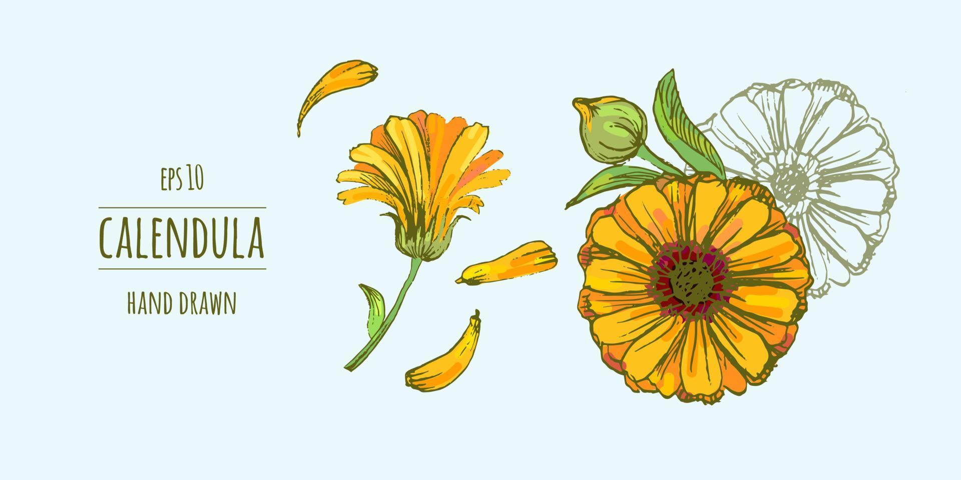 Detailed botanical drawing of calendula with flowers, bud, petals and green leaves. Blooming herbaceous plant hand drawn in retro style. A medicinal plant used in herbal medicine. Vector illustration.