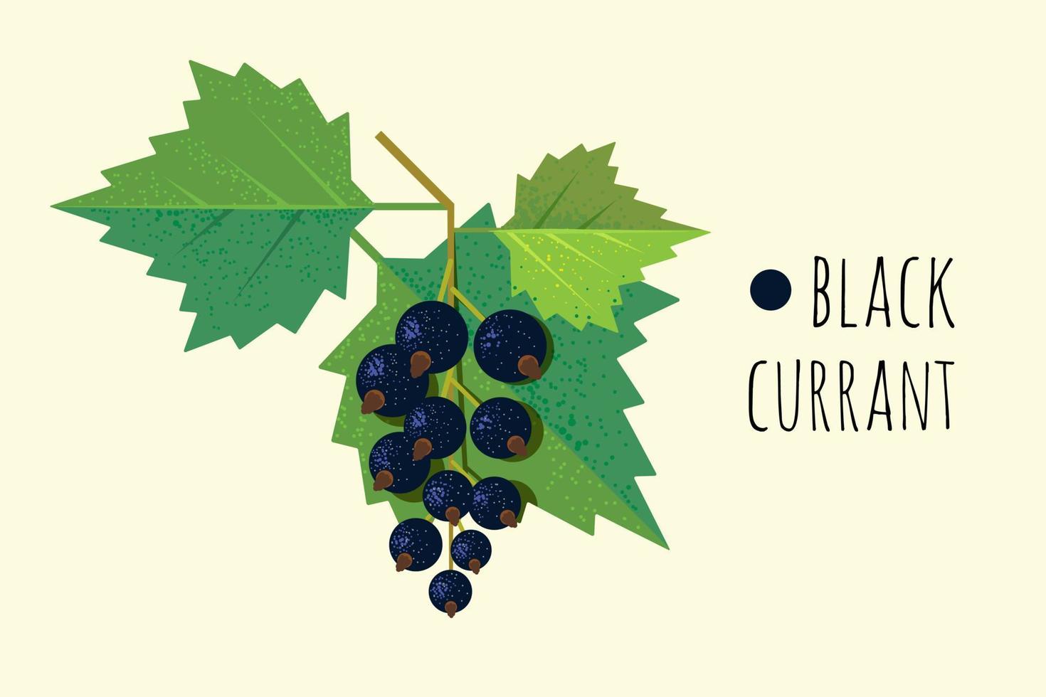 Sprig with berries and leaves of black currant on a light background. Summer fruit vegetarian meals. Garden berries illustration. vector