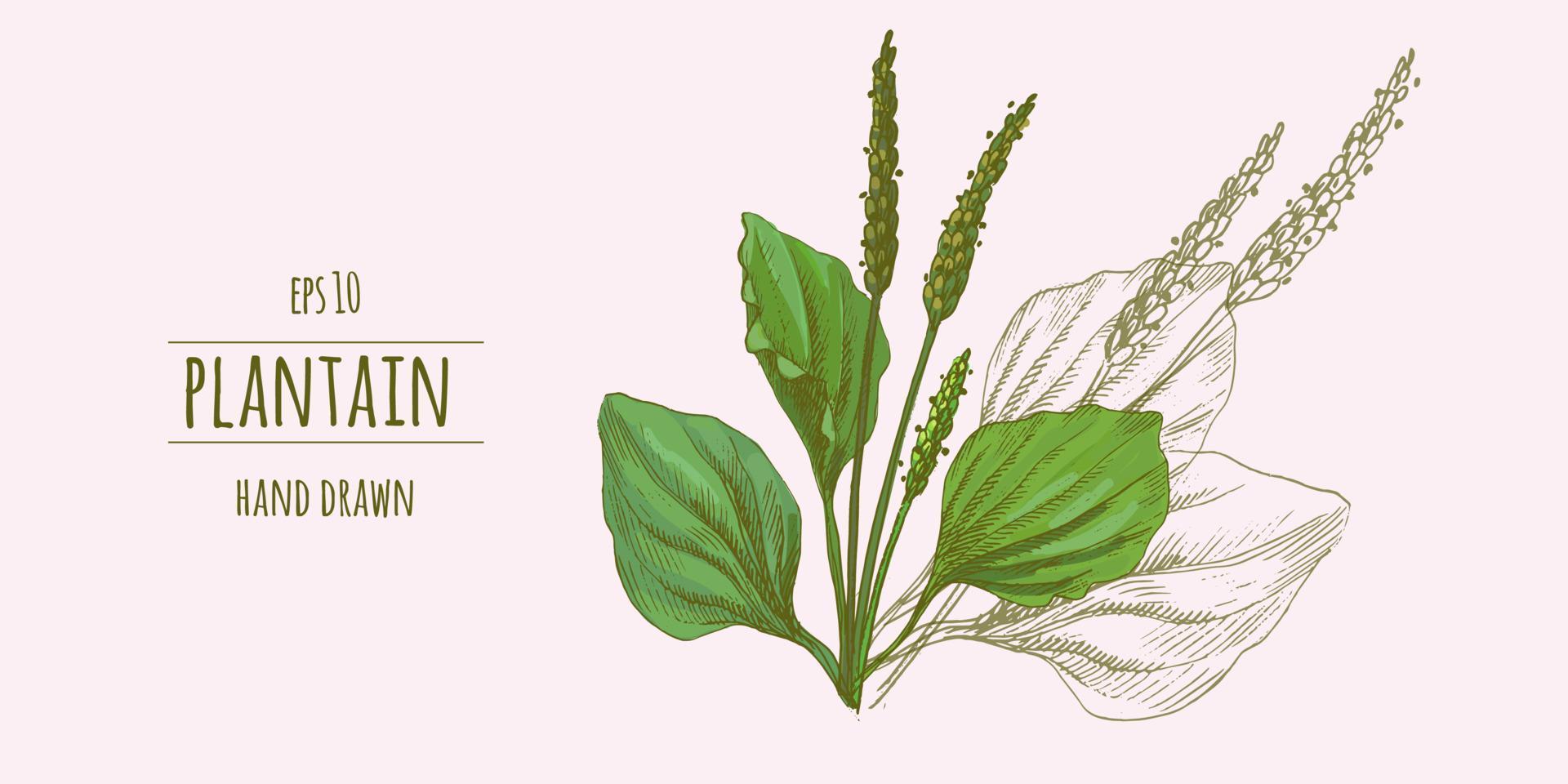 Detailed botanical drawing of plantain with flowers and green leaves