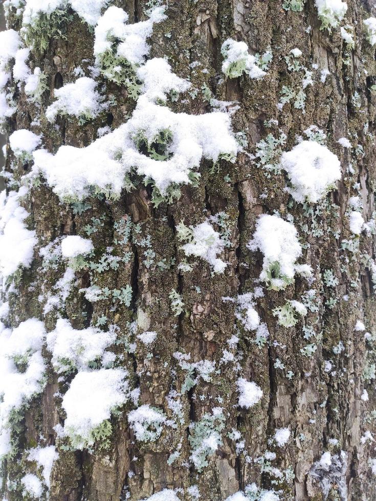 Relief texture of brown tree bark covered with moss and snow. Photo of the texture of the bark of a tree. Relief creative texture of old oak bark.