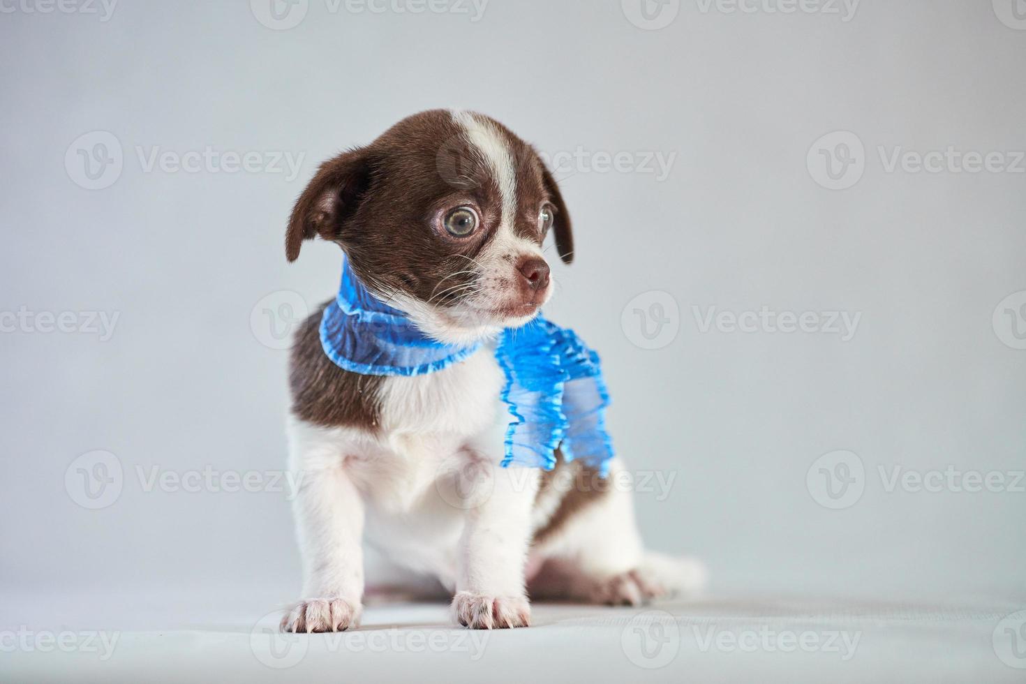 Chihuahua cute puppy photo